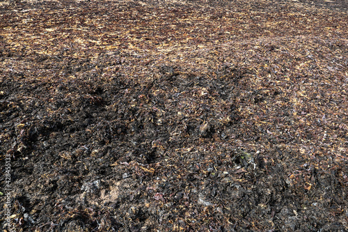 Dried Seaweed at a Coastal Beach Location