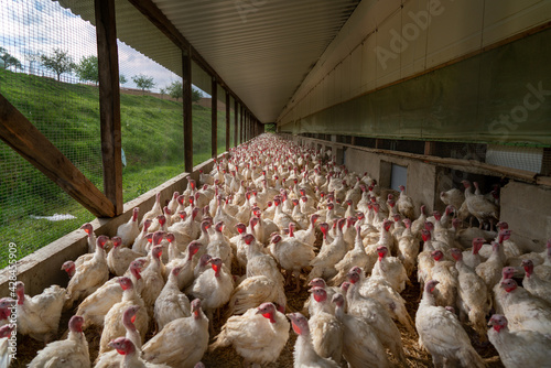 Φωτογραφία Closeup view of lots of chickens in the farm with the grass visible on the left