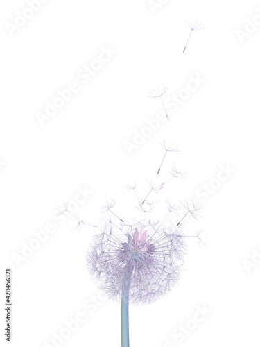 dandelion particles fly up on white background