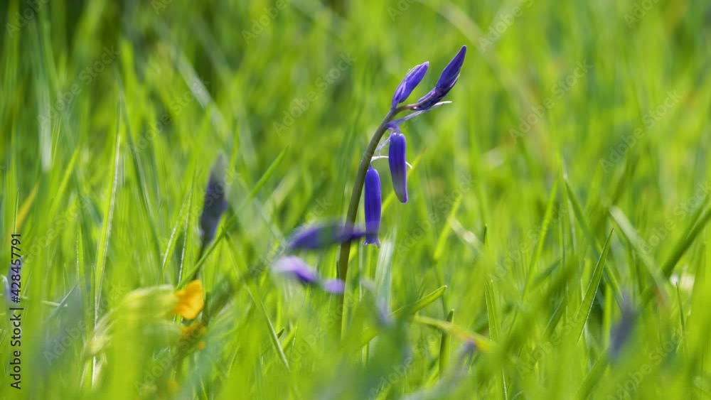 Gros plan sur une jacinthe des bois bleu au milieu de brins d'herbes - focus sur une fleur - arrière-plan naturel et végétal - flou et bokeh