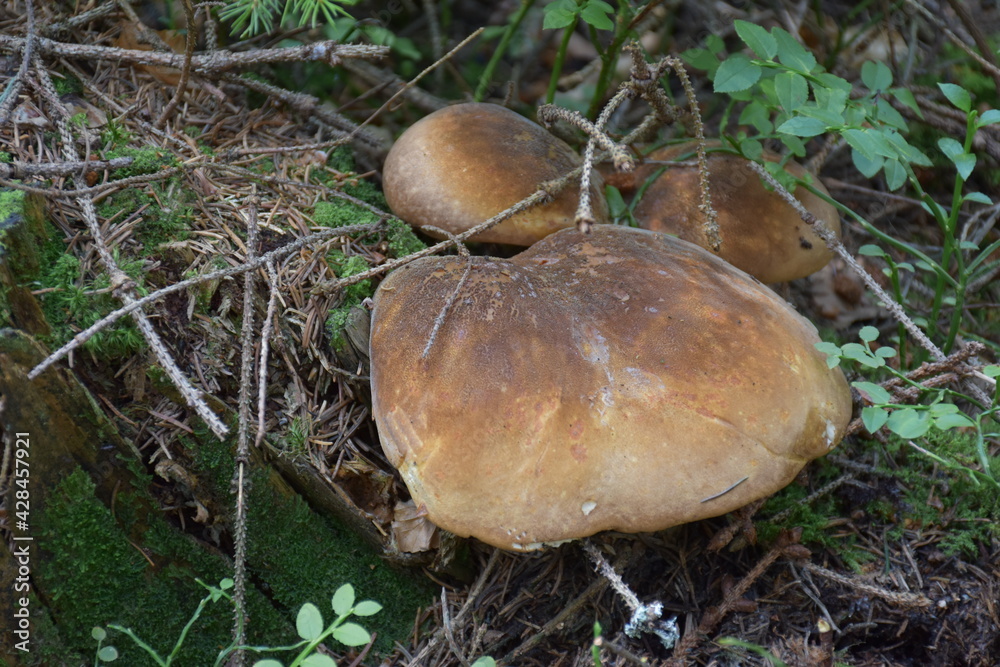 huba drzewna na konarze drzewa w lesie
