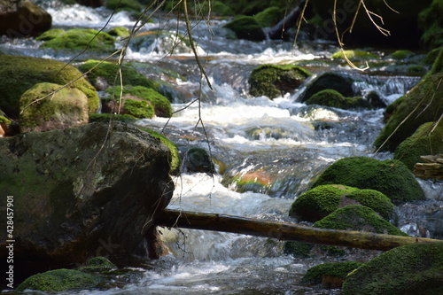 Malowniczy las i potok, który płynie przez gęstwinę