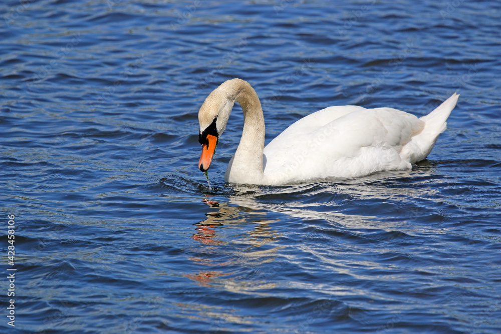 Swan on the River Teign Swan on the River Teign