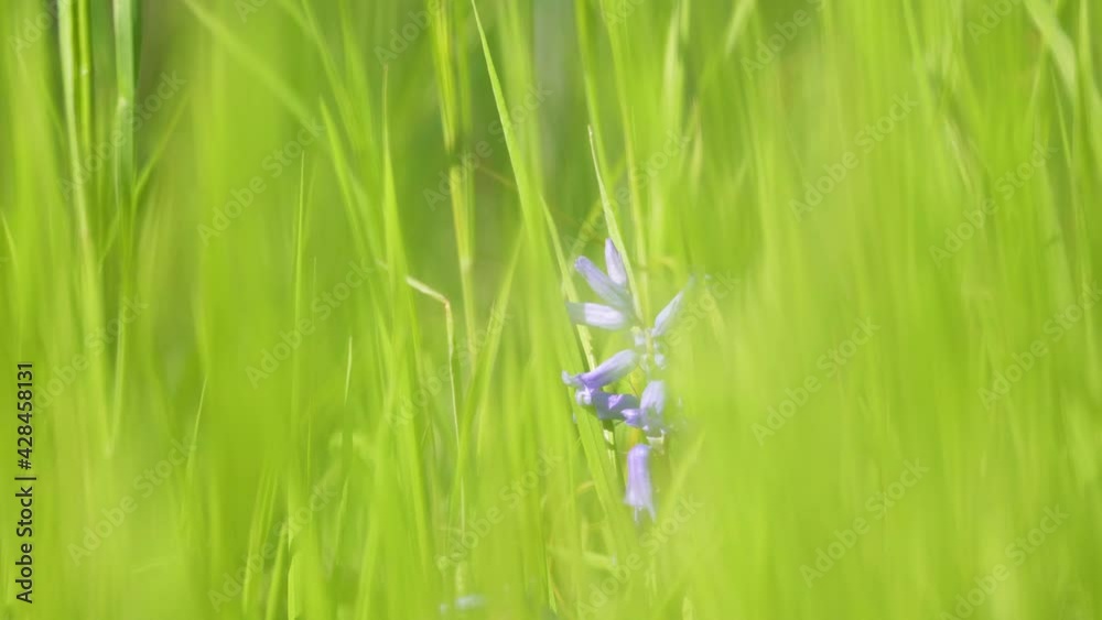 Gros plan sur une jacinthe des bois bleu au milieu de brins d'herbes - focus sur une fleur - arrière-plan naturel et végétal - flou et bokeh