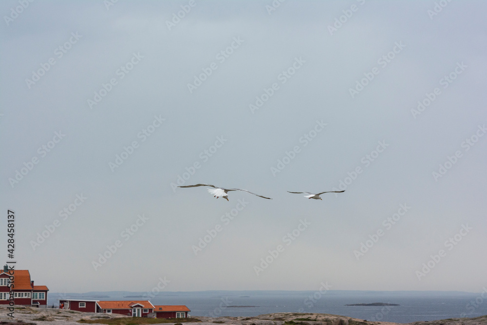 Seagulls Flying in the Summer Grey Sky