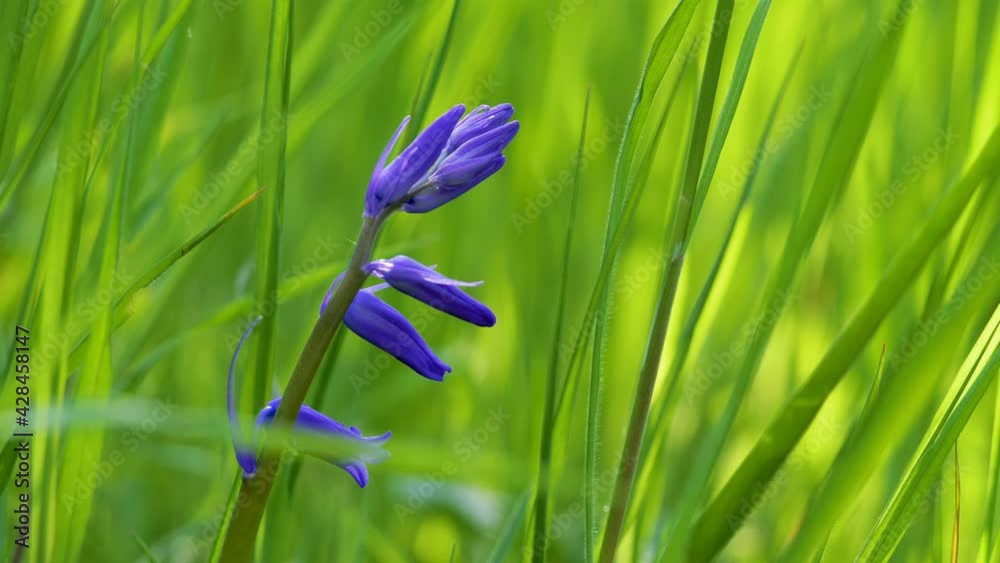 Gros plan sur une jacinthe des bois bleu au milieu de brins d'herbes - focus sur une fleur - arrière-plan naturel et végétal - flou et bokeh