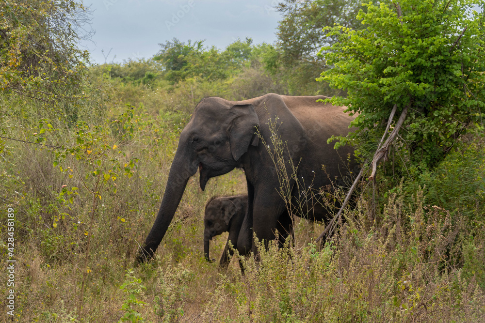 wilde Elefanten auf Sri Lanka