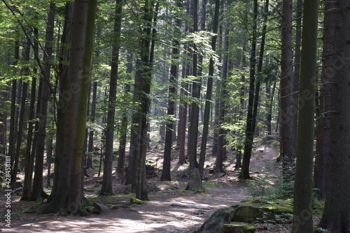 piękny górski las porośnięty drzewami liściastymi