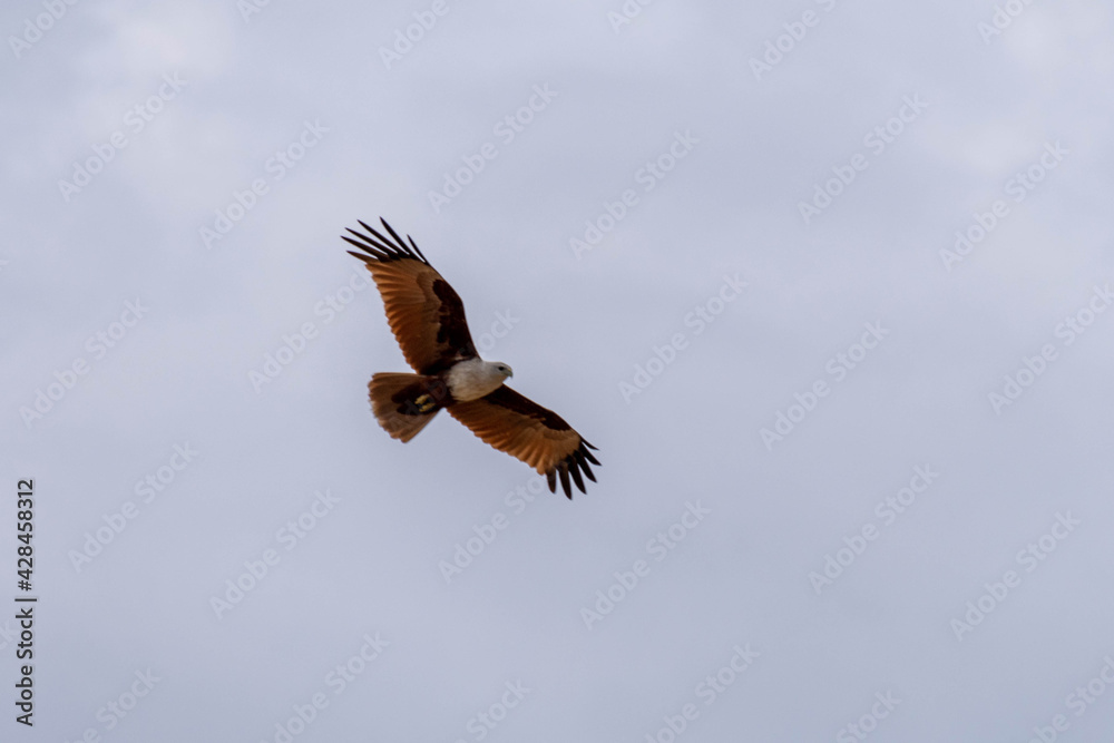 Obraz premium Adler auf Sri Lanka 