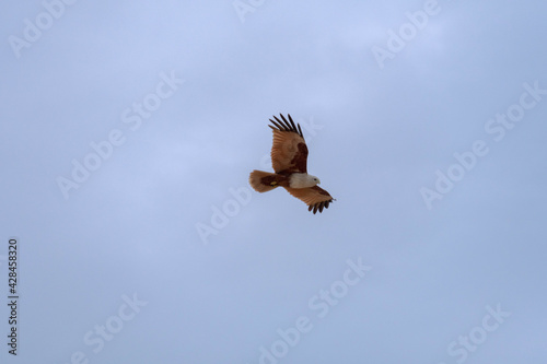 Adler auf Sri Lanka  © Jørgson Photography