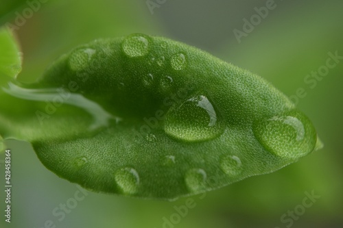 Photo of leaves wet from the rain. Aptenia cordifolia leaf. This photo may be suitable for desktop wallpaper.