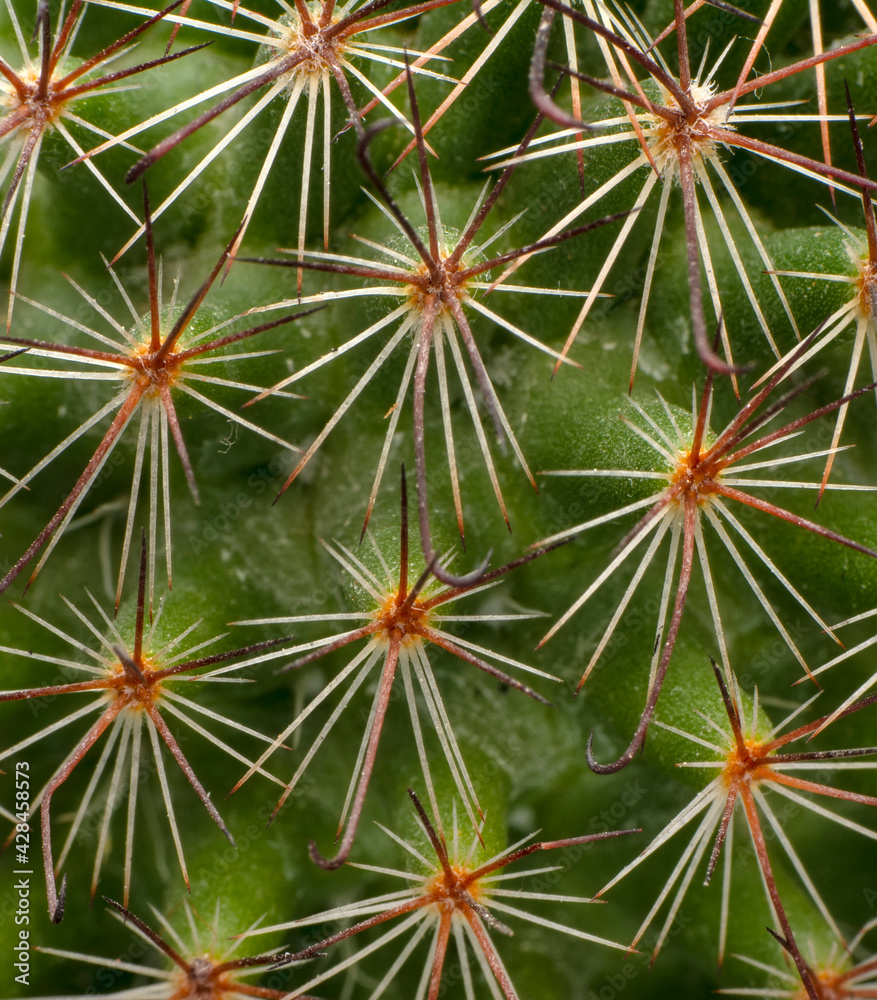 Bunny ears cactus in a flowerpot Bunny ears cactus in a flowerpot