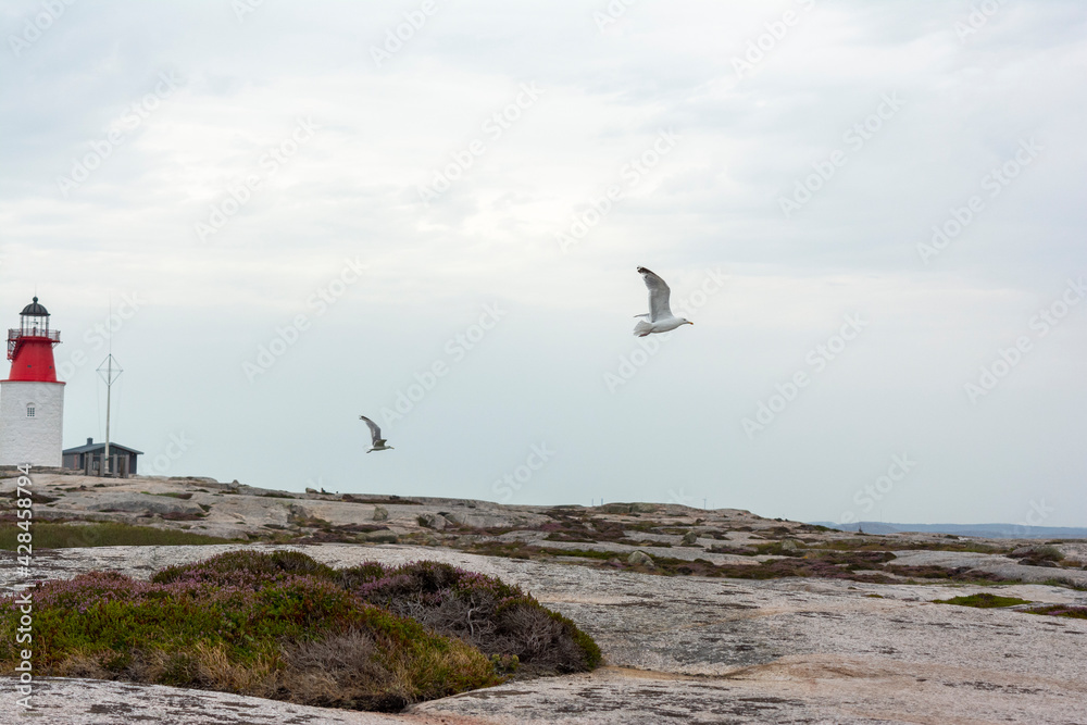 Seagulls Flying in the Summer Grey Sky Seagulls Flying in the Summer Grey Sky