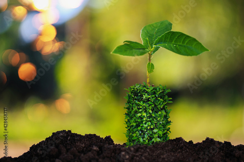 Investment ideas for profit Coins and seedlings on natural blurred background