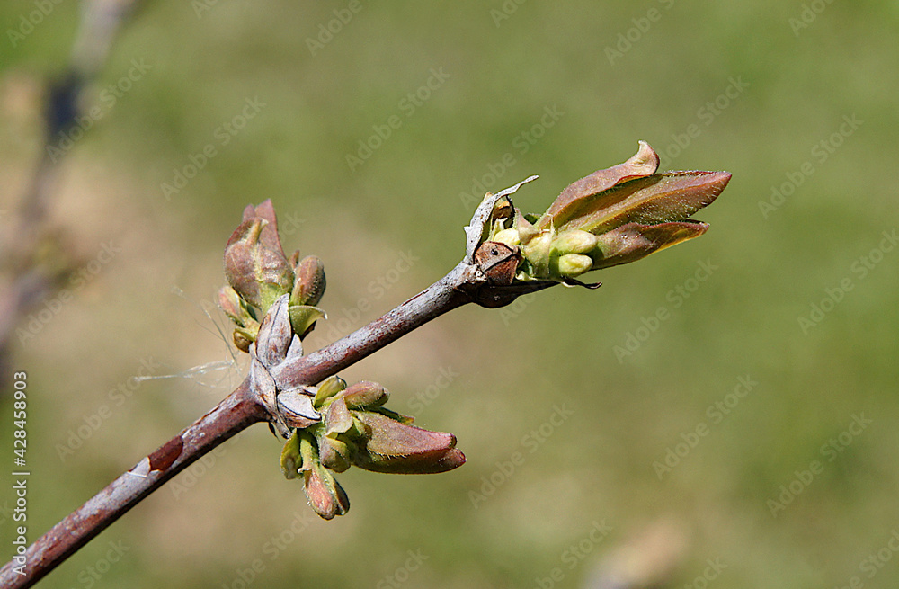 Flower buds of Lonicera edulis Flower buds of Lonicera edulis