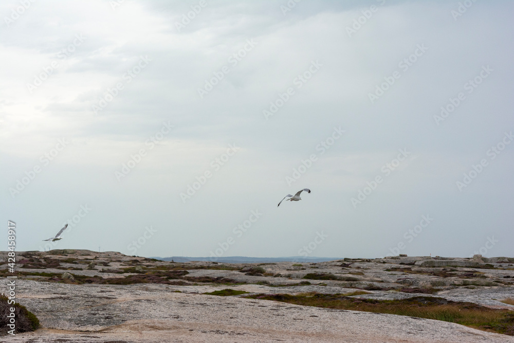 Seagulls Flying in the Summer Grey Sky