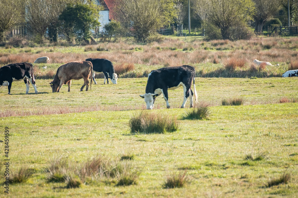 Cattle grazing in the marshes beside the River Thurne in Norfolk on a bright sunny morning Cattle grazing in the marshes beside the River Thurne in Norfolk on a bright sunny morning
