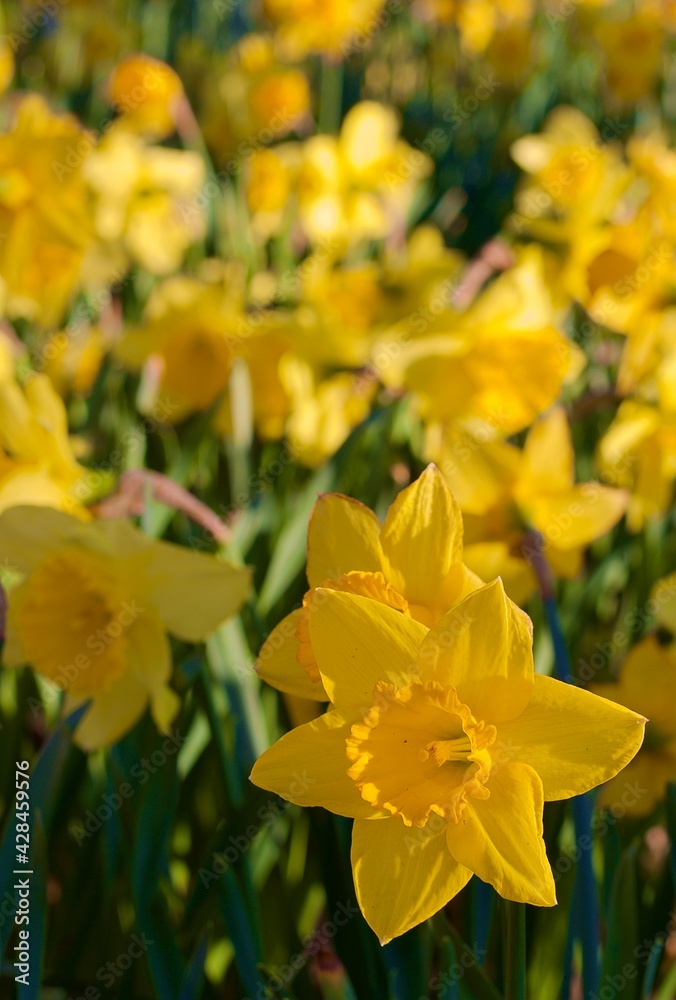 Daffodil