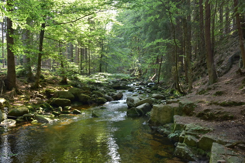 Malowniczy las i potok, który płynie przez gęstwinę