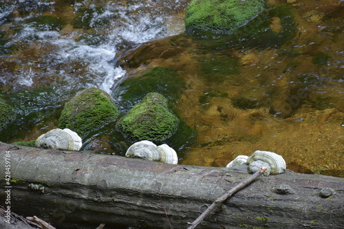 Górski potok i kamienie pokryte mchem, a na drzewie huby