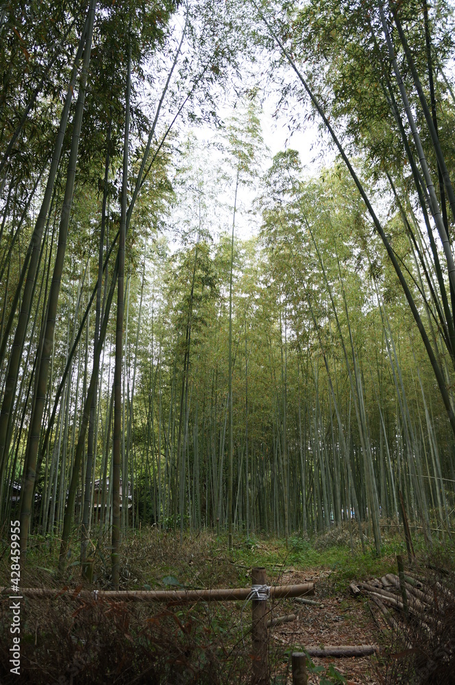 bamboo forest