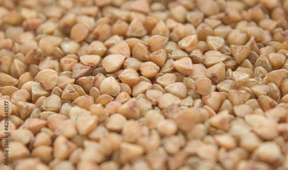 Buckwheat groats closeup. Buckwheat background.