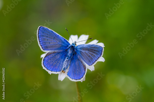 Early morning Common Blue butterfly, Polyommatus icarus, pollinating on a flower in a meadow under bright sunlight.