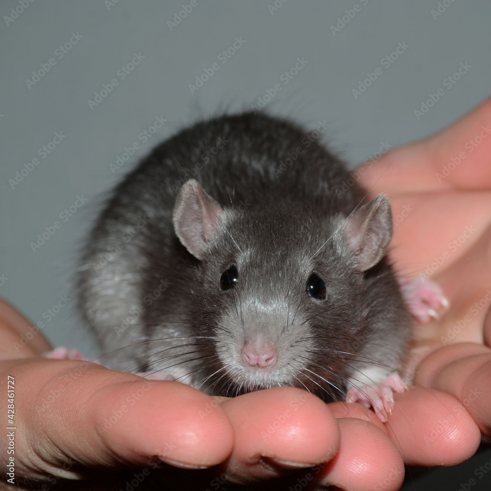 Ratatouille Ratatouille