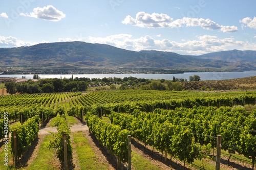Vineyard in Okanagan, British Columbia, Canada