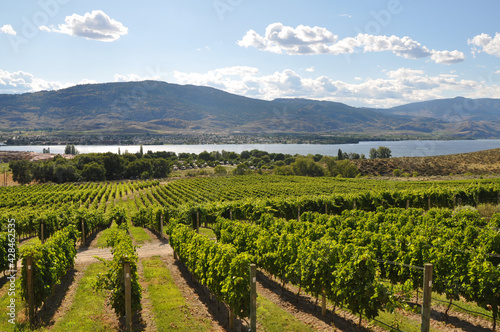 Vineyard in Okanagan  British Columbia  Canada