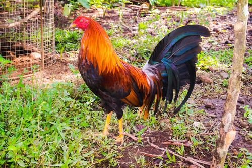 Gallo de pelea criado en Panamá, bien entrenado y con plumas coloridas