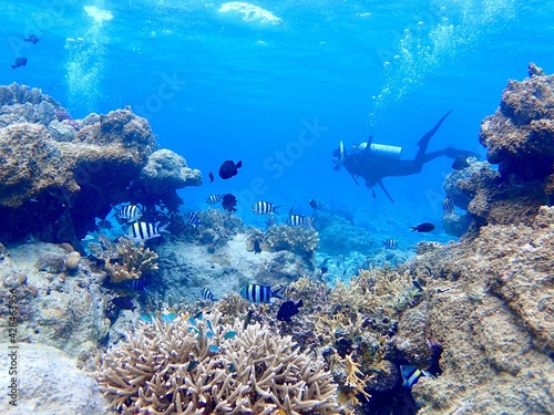 沖縄の珊瑚礁の海でダイビング
Diving in the sea of coral reefs in Okinawa