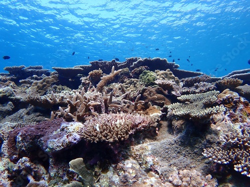 沖縄の海のサンゴ礁
