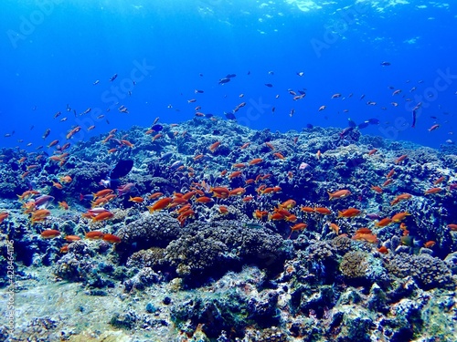 Fototapeta Naklejka Na Ścianę i Meble -  coral reef in the blue sea