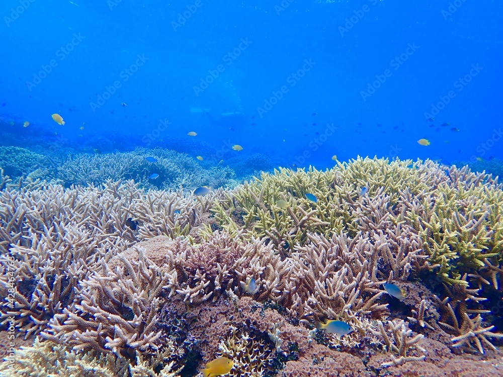 Obraz premium 沖縄の珊瑚礁の海のエダサンゴThe sea of coral reefs in the Kerama Islands, Okinawa