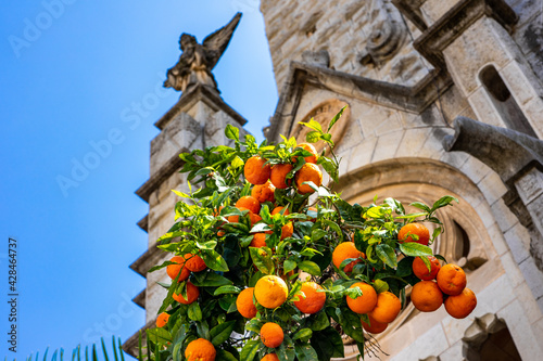 Mallorca, Soller - Orangenbaum vor der Esglesia Sant Bartomeu am Hauptplatz Placa de la Constitucion