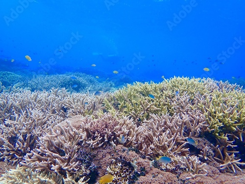 沖縄の珊瑚礁の海のエダサンゴThe sea of coral reefs in the Kerama Islands, Okinawa