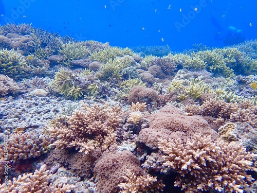 Okinawa's coral reef sea 沖縄の慶良間諸島の珊瑚礁の海