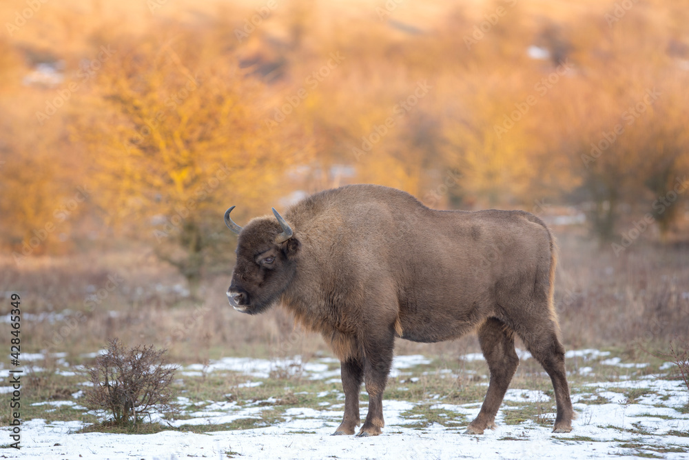 European bison on the grazing. Bison in the bushes. Europe wildlife nature. Winter time in animals kingdom. European bison on the grazing. Bison in the bushes. Europe wildlife nature. Winter time in animals kingdom.
