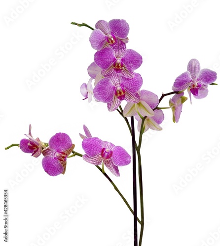 pretty flowers of orchid phalaenopsis close up
