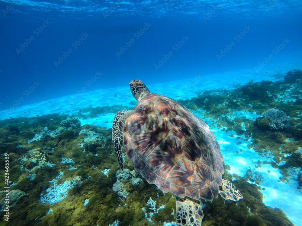 turtle swimming