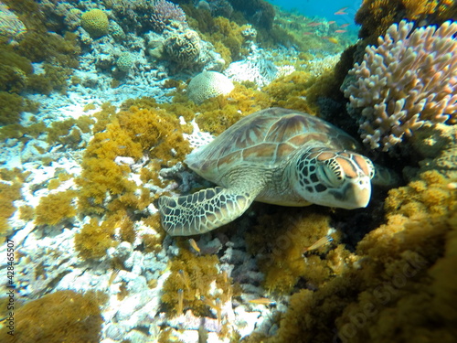 Okinawa's blue sea and blue sky Turtles I met in the Kerama Islands 眠いから近寄っても気にしないのんびりしたアオウミガメ 
