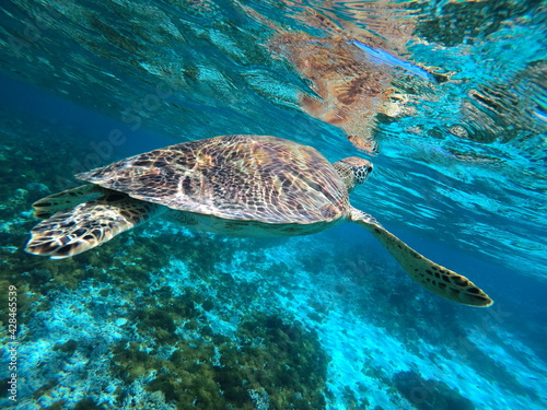 Okinawa's blue sea and blue sky Turtles I met in the Kerama Islands慶良間諸島の青い海で出会ったカメ