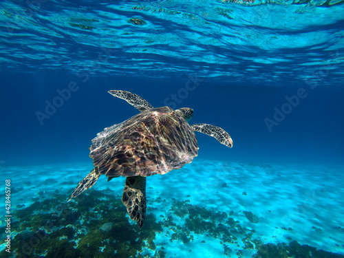 Okinawa's blue sea and blue sky
Turtles I met in the Kerama Islands