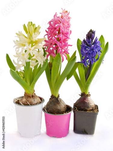 multicolor flowers of hyacinth spring plant close up