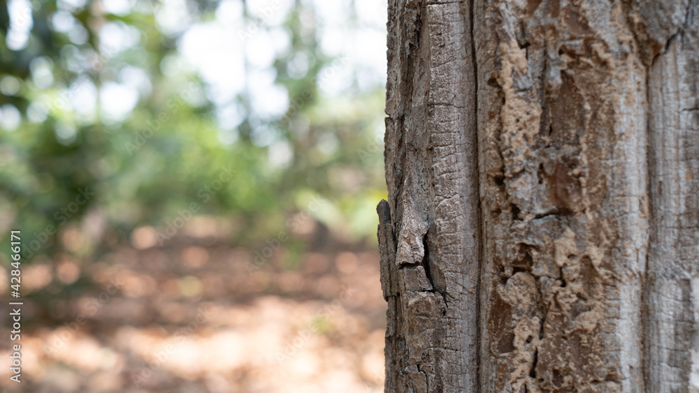 The bark of a perennial plant is strong for many decades. The bark of a perennial plant is strong for many decades.