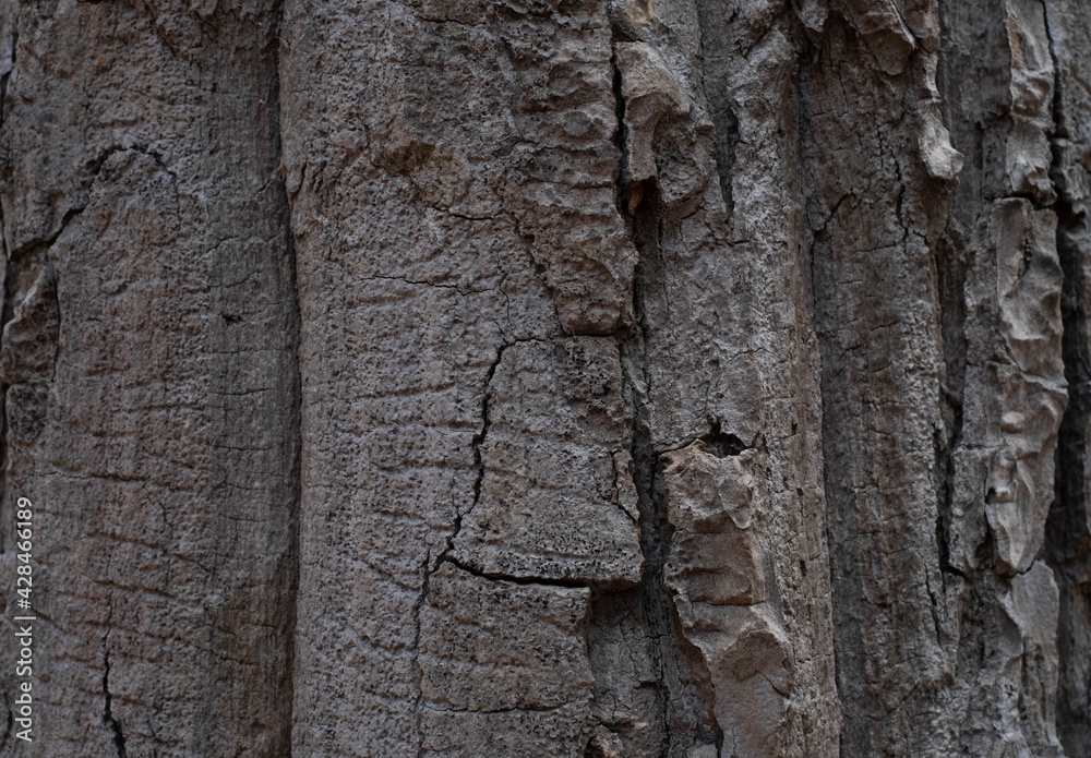 The bark of a perennial plant is strong for many decades. The bark of a perennial plant is strong for many decades.