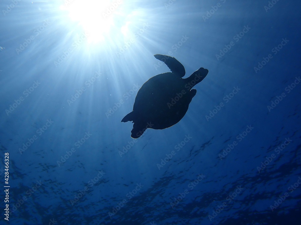 Fototapeta premium Okinawa's blue sea and blue sky Turtles I met in the Kerama Islands 沖縄の青い海とカメ