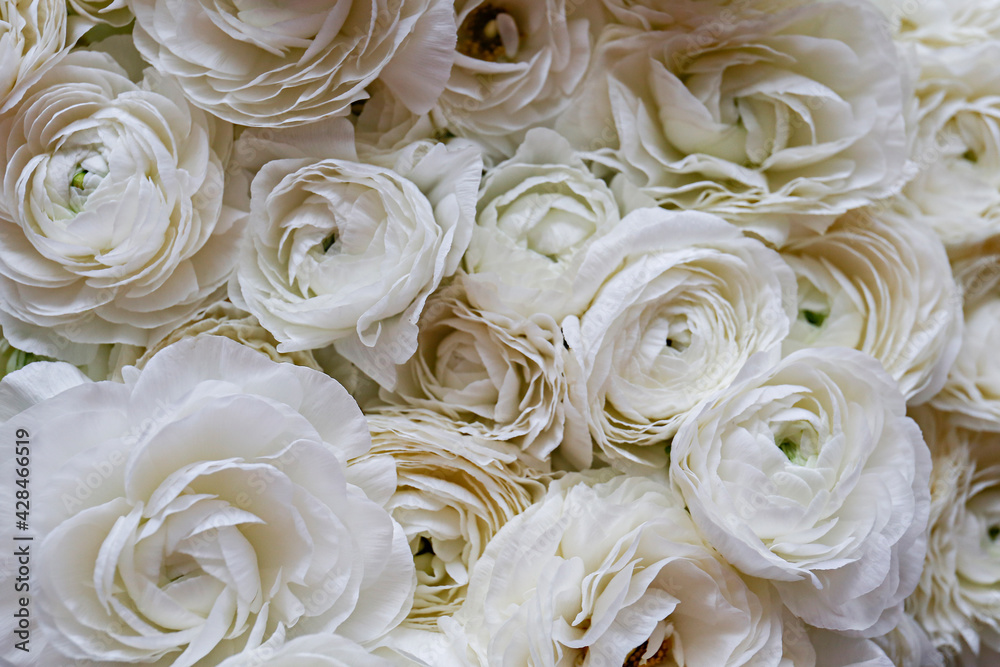 Macro shot of beautiful white ranunculus bouquet. Visible petal structure. Bright patterns of flower buds. Top view, close up, background, selective focus, copy space for text, cropped image. Macro shot of beautiful white ranunculus bouquet. Visible petal structure. Bright patterns of flower buds. Top view, close up, background, selective focus, copy space for text, cropped image.