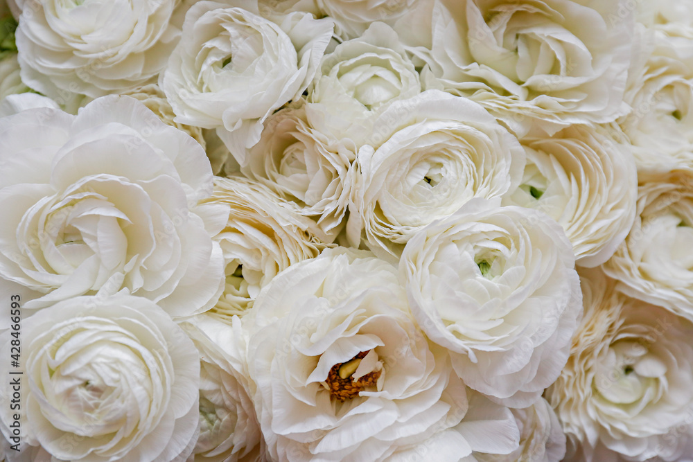 Fototapeta Macro shot of beautiful white ranunculus bouquet. Visible petal structure. Bright patterns of flower buds. Top view, close up, background, selective focus, copy space for text, cropped image.